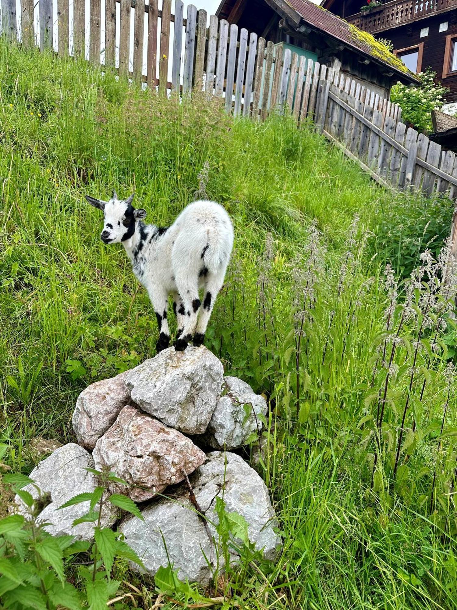 Almresort Baumschlagerberg Vorderstoder Bagian luar foto